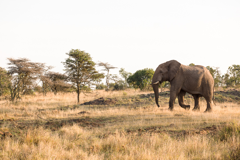 laikipia